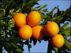 China Citrus Cultural Festival