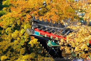 Red Leaf Festival at Fragrant Hill