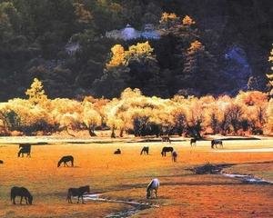 Luorong Pasture