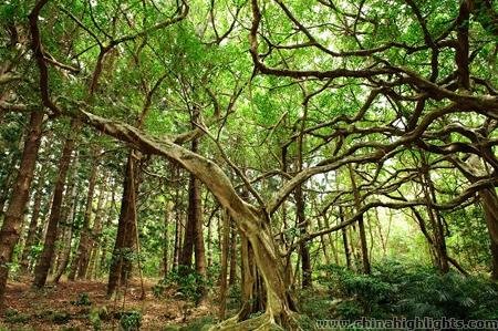 Kenting White Banyan Garden