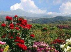 Guizhou Azalea Festival