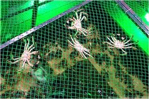 Hairy Crab