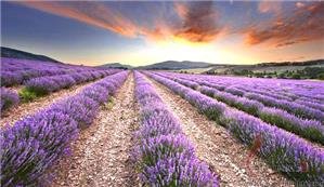 The Best Lavender Gardens in Beijing