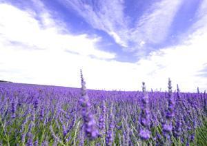 Landiao Lavender Garden