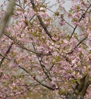 Sakuras in Gucun Park