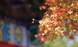 fall colors in Beijing
