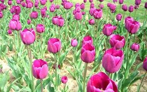 The Jinzhan Tulip Garden