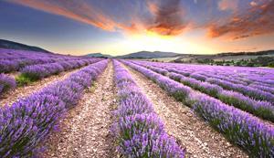 Landiao Lavender Garden