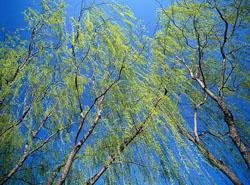 Vernal Equinox (chūn fēn春分)