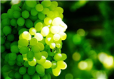 Local vineyard visit