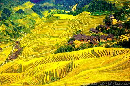 Longji Terrace Rice Field