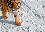 Siberian Tiger Park Siberian Tiger Park