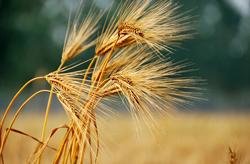 Grain in Ear (máng zhǒng芒种)