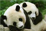 Free time in Chengdu