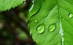 White Dew (bái lù白露)