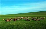 Xilamuren grassland Xilamuren grassland