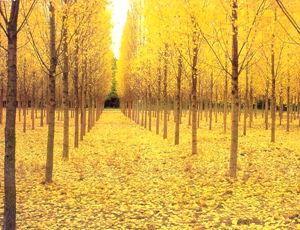 The Autumn Scenery of China