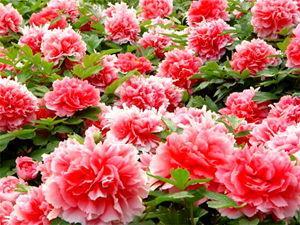 Peonies Star at Tianpeng Fair