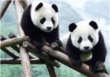 Panda Room in Chongqing Zoo