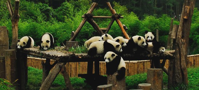 The Giant Panda, Chengdu