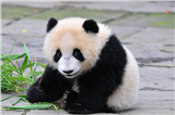 Bifeng Valley Panda Centre Bifeng Valley Panda Centre