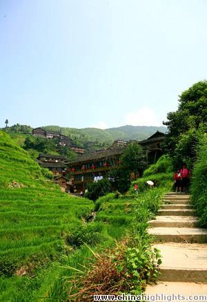 Longji Terraced Fields