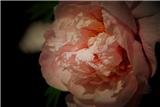 Luoyang Peony Cultural Festival