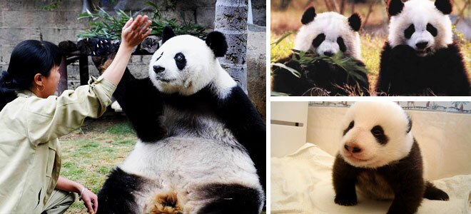 The Giant Pandas