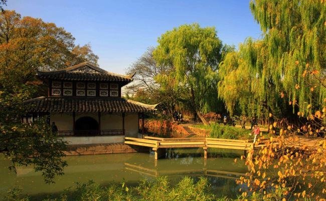 Yellow leaves of Suzhou in autumn