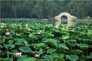 The Summer Palace