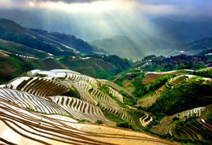 Longji Rice Terraced Fields
