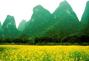 Rape flowers