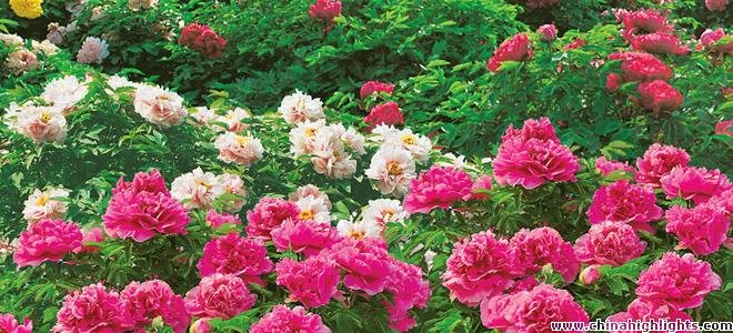 Luoyang Peony Fair