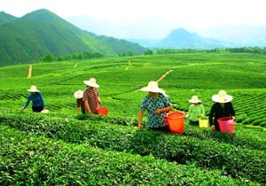 Picking Tea
