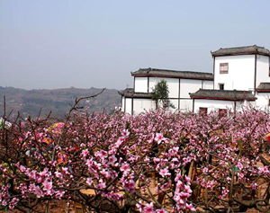 Longquanyi Taohua Guli