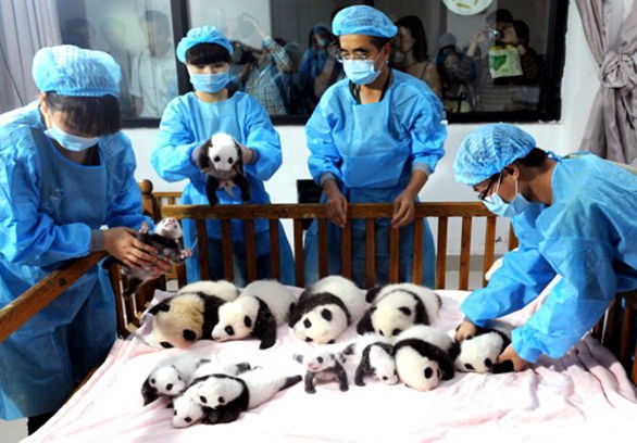 Panda Cubs