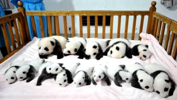 Panda cubs