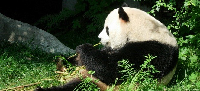 Chengdu Panda Breeding Center