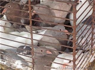 pigeons