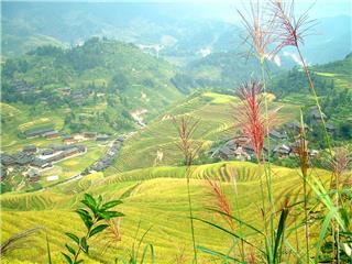 Longsheng Terraced Fields in Autumn