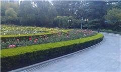 Fuxing Park – The Rose Garden