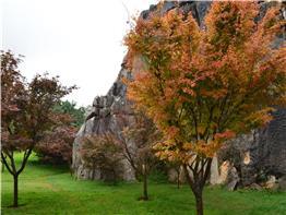 the stone forest