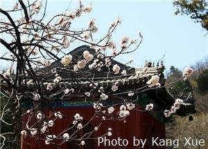 dajue temple Magnolias