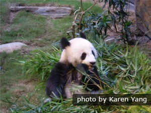 ocean park