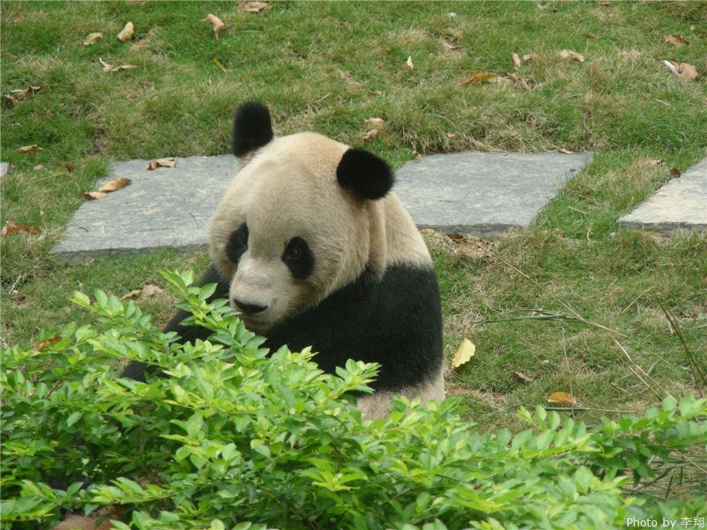 Giant panda in Seven Star Park
