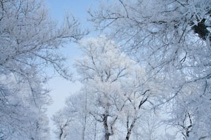 Rime Scenery in Northeast China