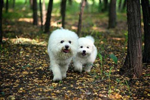 Dogs