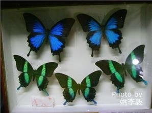 beijing zoo