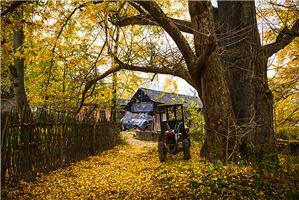 ginkgo