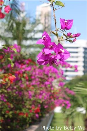 kowloon park